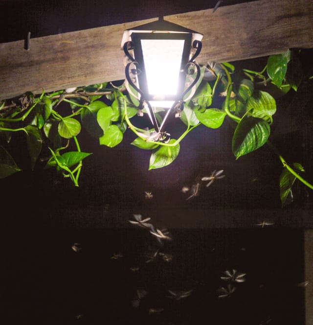 Do LED Lights Attract Bugs? What Colors Keep Bugs Away